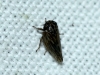 Anaceratagallia sp.