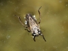 Anaceratagallia cf. venosa