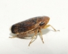 Anoscopus cf. albifrons