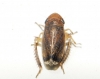Anoscopus cf. albifrons