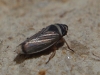 Anoscopus histrionicus