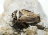 Anoscopus histrionicus