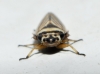 Anoscopus histrionicus