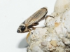 Anoscopus histrionicus