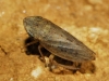 Aphrodes sp.