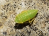 Aphrodes sp.