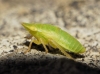 Aphrodes sp.
