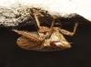 Aphrodes sp.