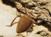 Aphrodes sp.
