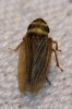 Aphrodes sp.