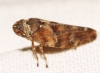 Aphrophora corticea