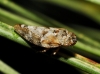 Aphrophora corticea