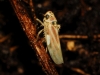 Arboridia sp.