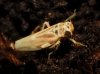 Arboridia sp.
