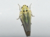 Arboridia sp.