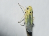 Arboridia sp.