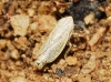 Arocephalus