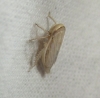 Artianus interstitialis/ manderstjernii