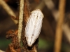 Artianus interstitialis/ manderstjernii