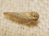 Austroagallia sinuata