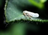 Austroagallia sinuata Austroagallia sinuata