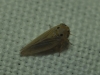 Austroagallia sinuata Austroagallia sinuata