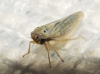 Austroagallia sinuata Austroagallia sinuata