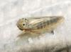 Austroagallia sinuata Austroagallia sinuata