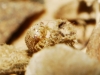 Austroagallia sp.
