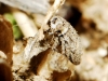 Austroagallia sp.