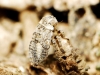 Austroagallia sp.