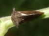 Centrotus cornutus Centrotus cornutus