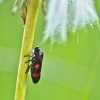 Cercopis intermedia