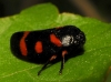 Cercopis intermedia