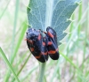 Cercopis intermedia