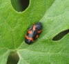 Cercopis intermedia