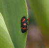Cercopis intermedia