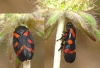 Cercopis intermedia