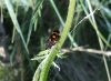 Cercopis intermedia