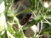 Cercopis intermedia