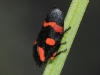 Cercopis intermedia
