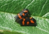 Cercopis intermedia
