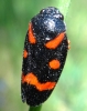 Cercopis intermedia
