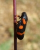 Cercopis intermedia