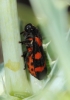 Cercopis intermedia