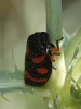 Cercopis intermedia