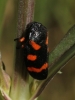 Cercopis intermedia
