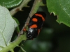 Cercopis intermedia
