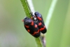 Cercopis intermedia