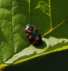 Cercopis intermedia